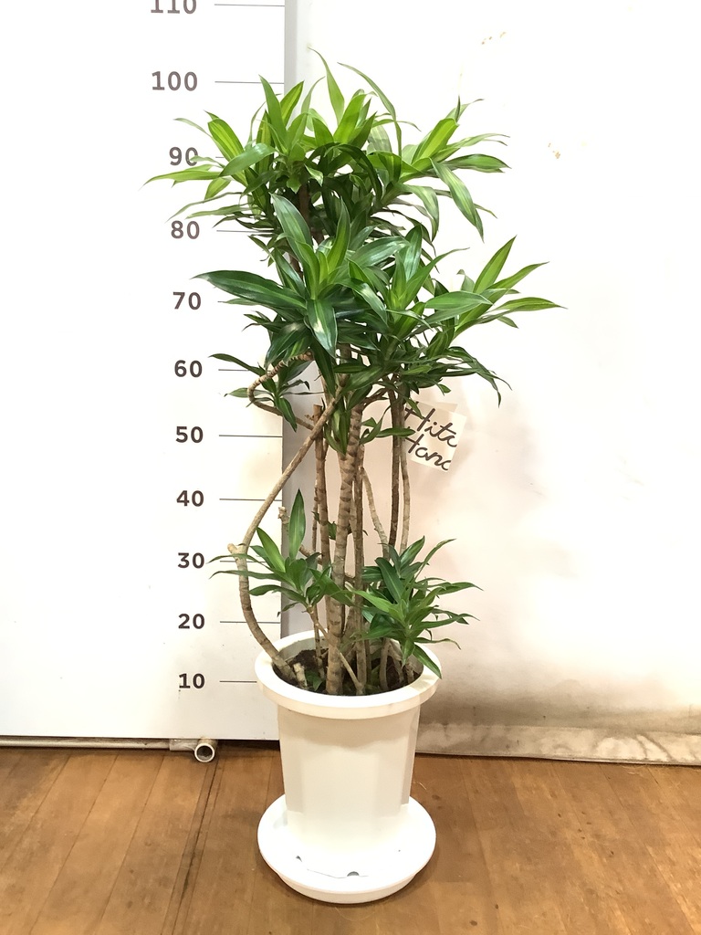 その他観葉植物 juno Amazon｜シマトネリコ 6号鉢 (直径18cm) 半常緑高木 観葉植物