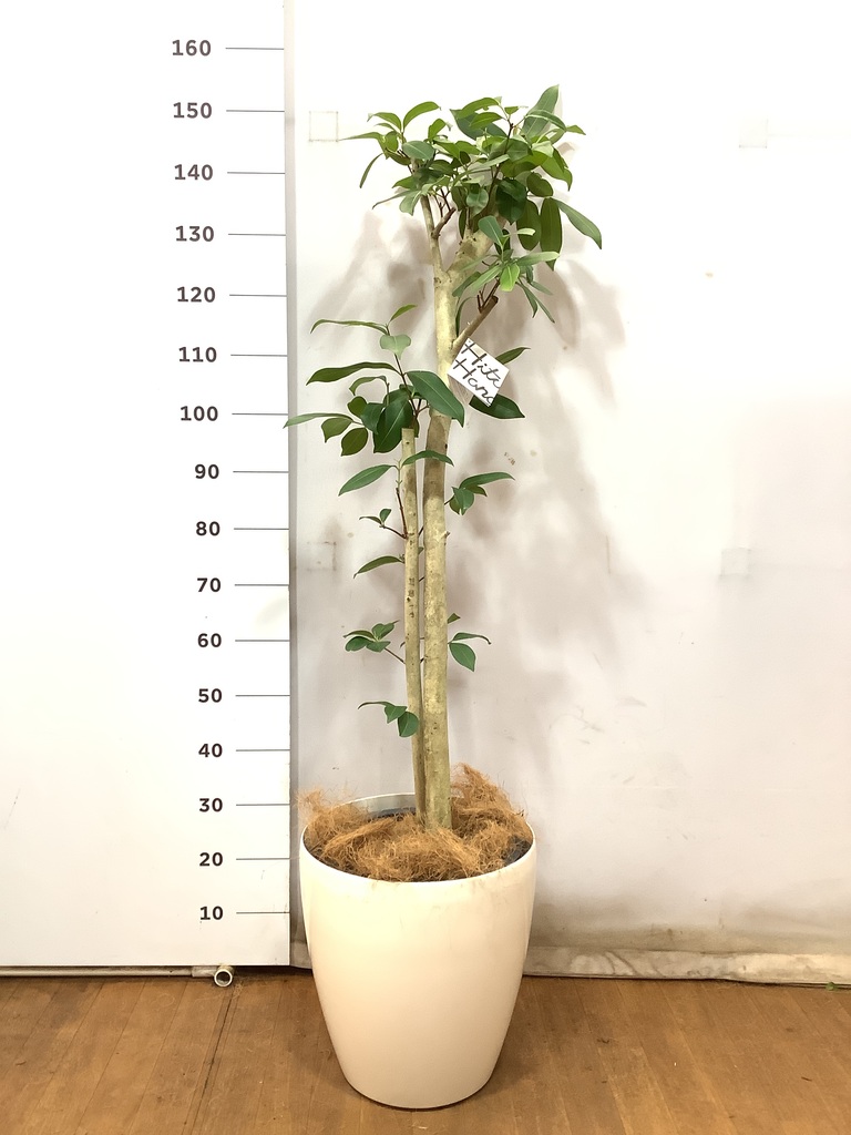 観葉植物 アマゾンオリーブ (ムラサキフトモモ) 10号 ブリティッシュ