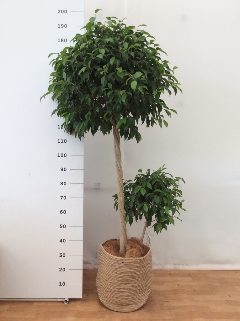 観葉植物 フィカス ベンジャミン 10号 玉造り リブバスケットNatural