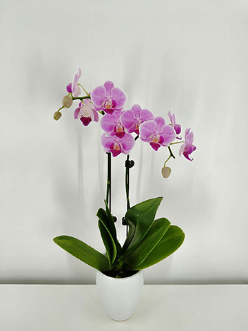 ミニ胡蝶蘭 ピンク 花笑み 2本立ち 陶器（白）鉢付き | 胡蝶蘭なら