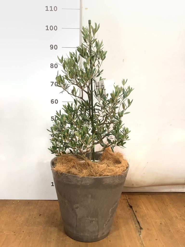 観葉植物 オリーブの木 8号 コラティーナ (コラチナ) アートストーン
