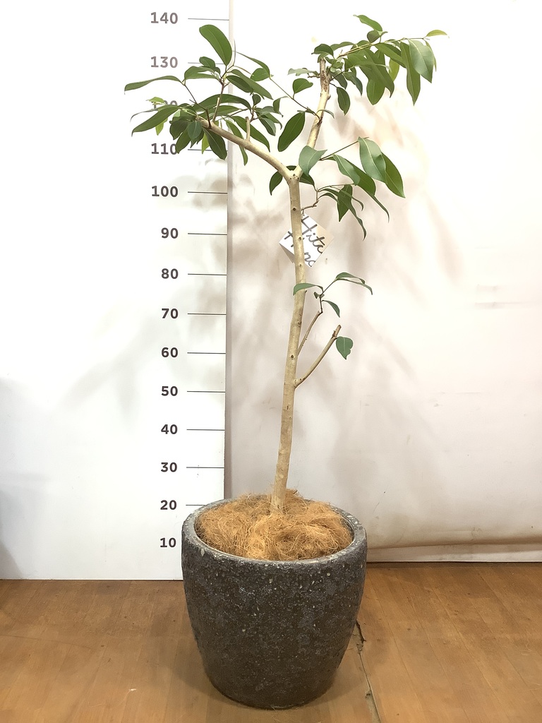 観葉植物 アマゾンオリーブ (ムラサキフトモモ) 8号 アビス