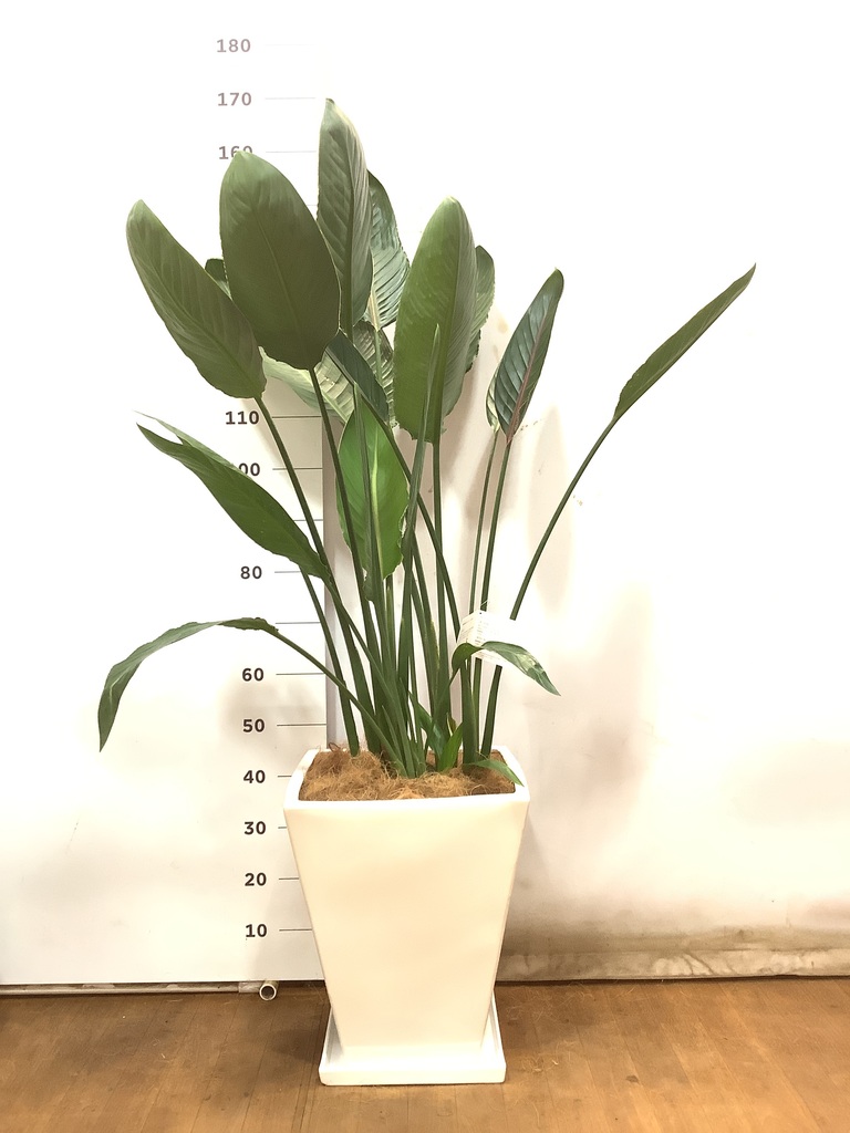 観葉植物 ストレリチア レギネ 10号 観葉植物 ストレリチア レギネ 10号 ネイチャーズキャスト