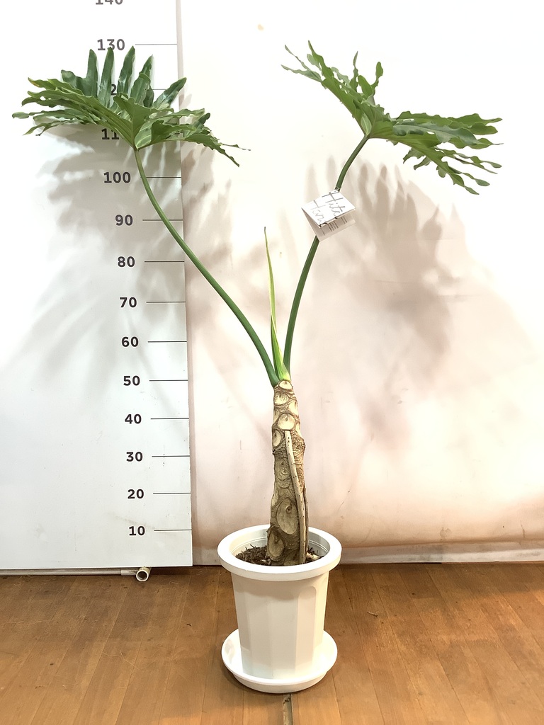 観葉植物 フィロデンドロン 8号 セローム ヒトデカズラ 根あがり