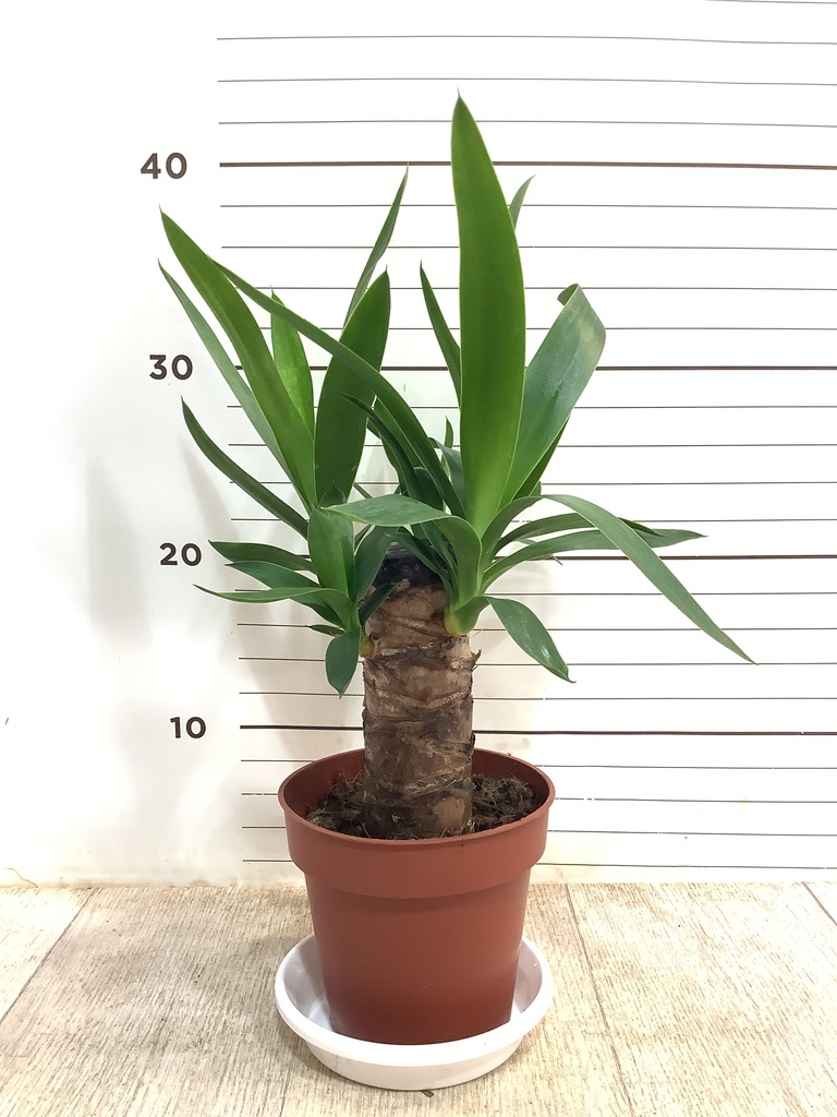 観葉植物 ユッカ 4号 ノーマル プラスチック鉢 | 観葉植物ならHitoHana
