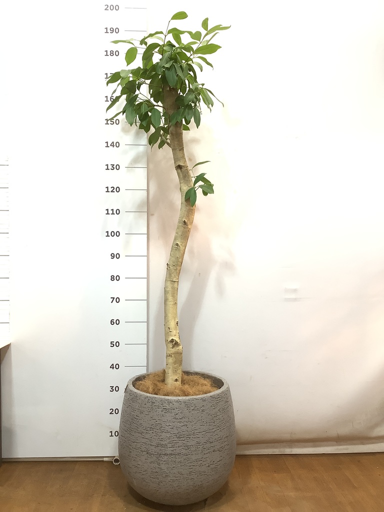 観葉植物 アマゾンオリーブ (ムラサキフトモモ) 10号 エコストーンGray