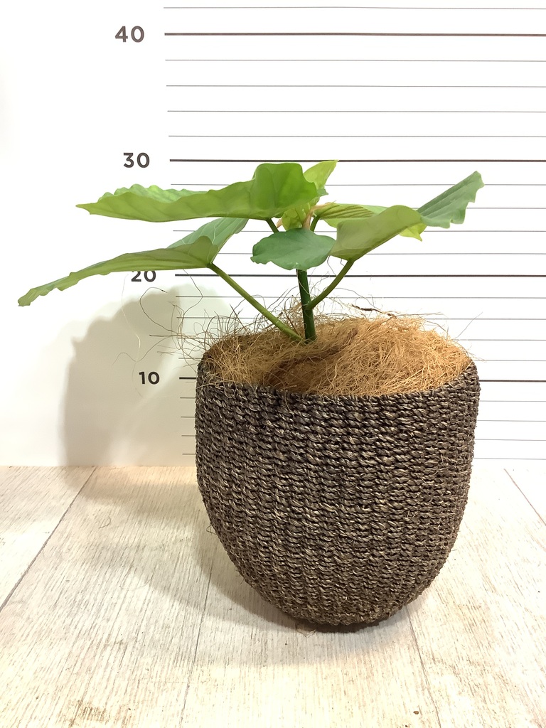 観葉植物 フィカス ウンベラータ 4号 ノーマル ピエドロベージュ M