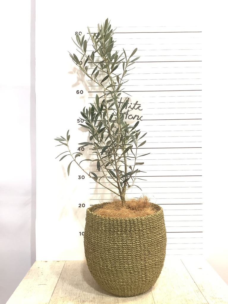 観葉植物 オリーブの木【25cm】5号 ひなかぜ 盆栽仕立て プラスチック