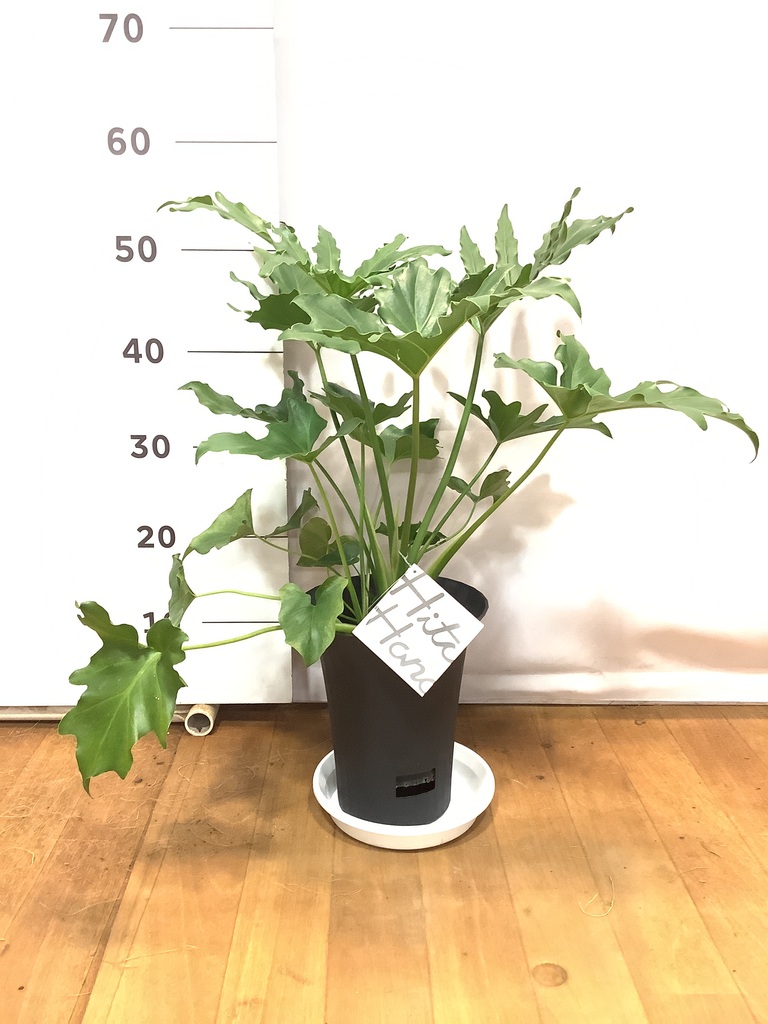 観葉植物 フィロデンドロン 6号 セローム ヒトデカズラ プラスチック鉢
