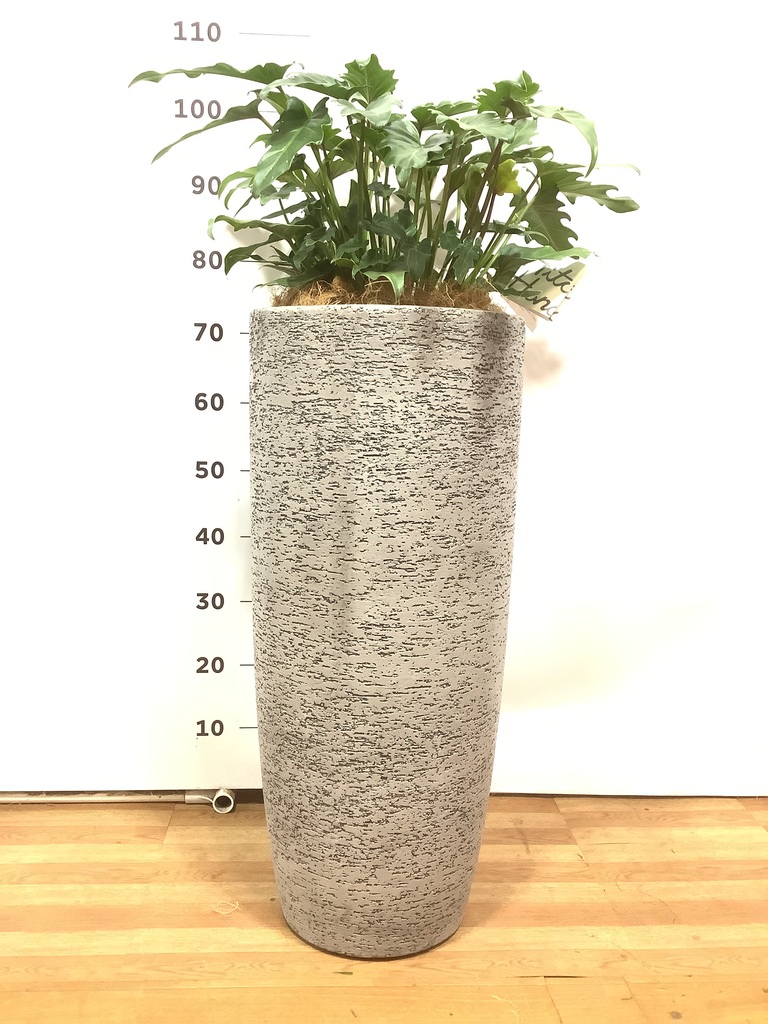 観葉植物 フィロデンドロン 7号 オージー（クッカバラ