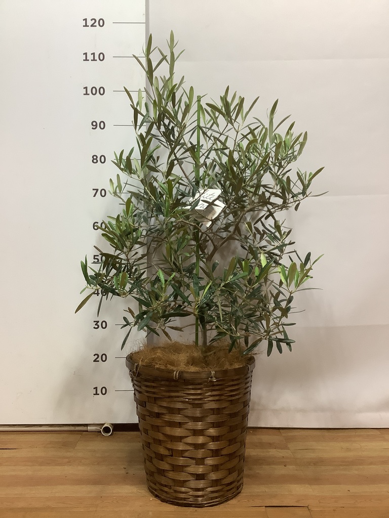 観葉植物 オリーブの木 8号 デルモロッコ 竹バスケット 付き / 小倉園