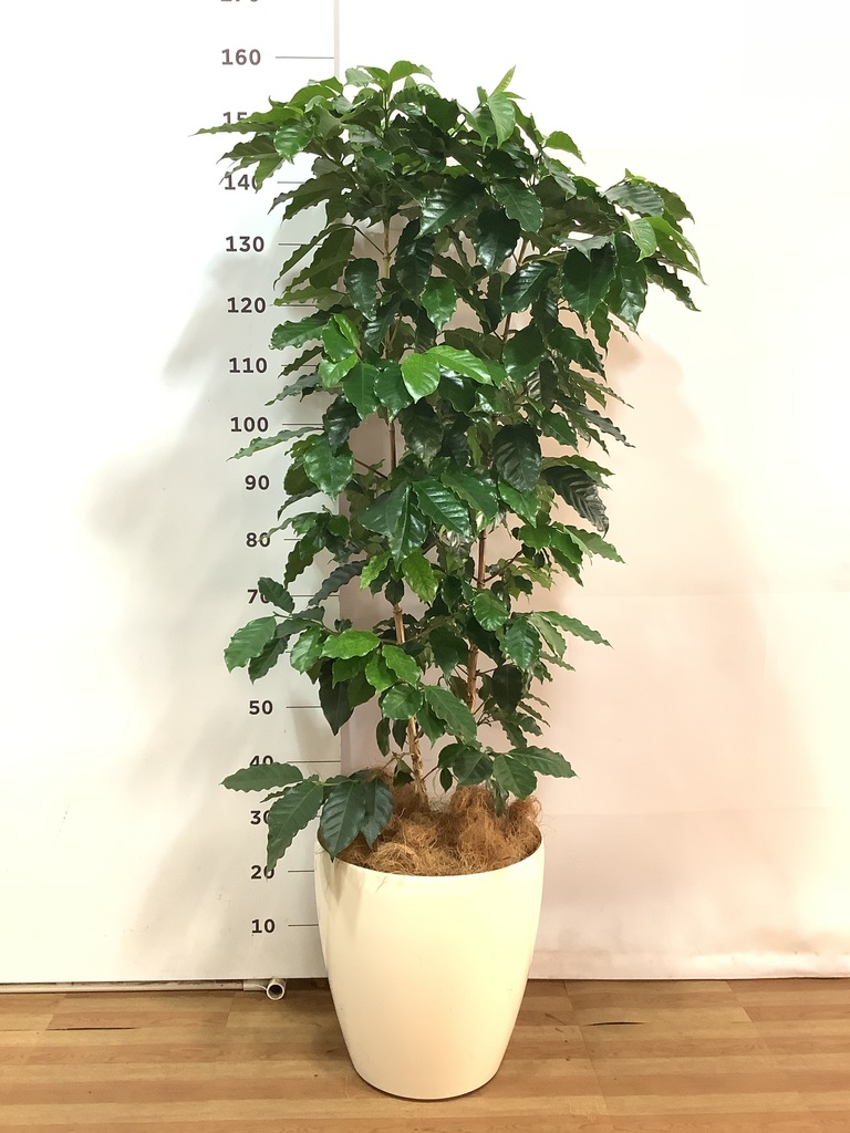 観葉植物 コーヒーの木 10号 ラスターポット 付き | 観葉植物なら