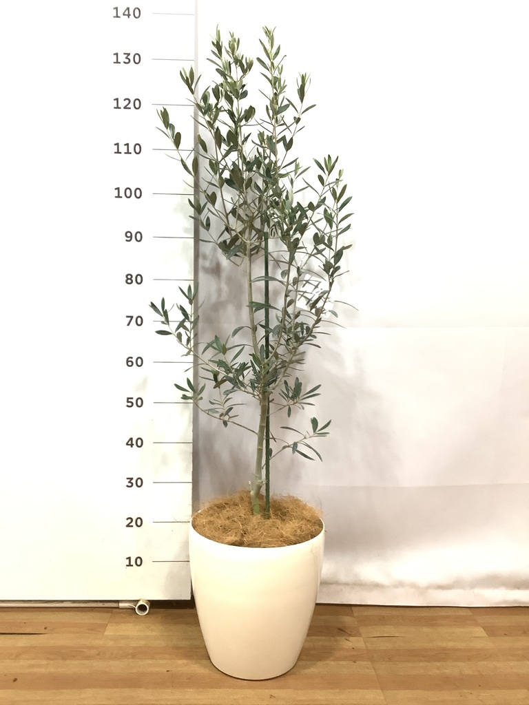 観葉植物 オリーブの木 8号 チプレッシーノ Eco Stone（エコストーン