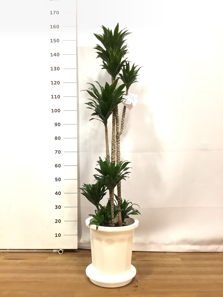 観葉植物 ドラセナ コンパクター 10号 プラスチック鉢 | 観葉植物なら