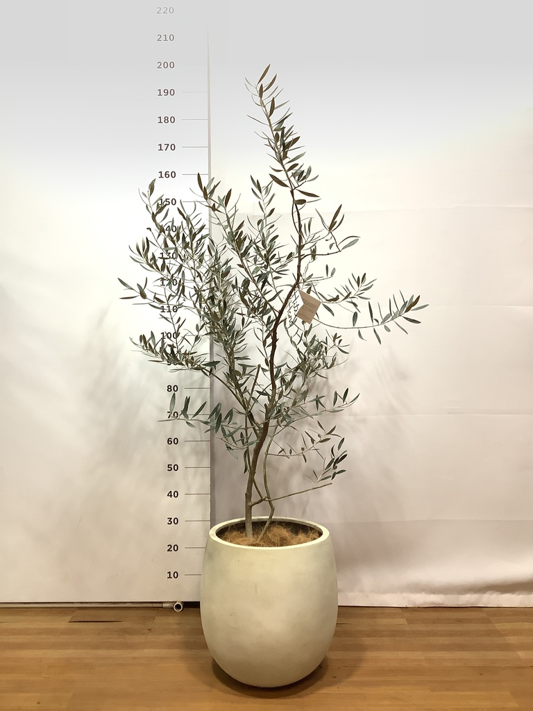 観葉植物 オリーブの木 8号 カラマタ プラスチック鉢 / 小倉園 | 観葉