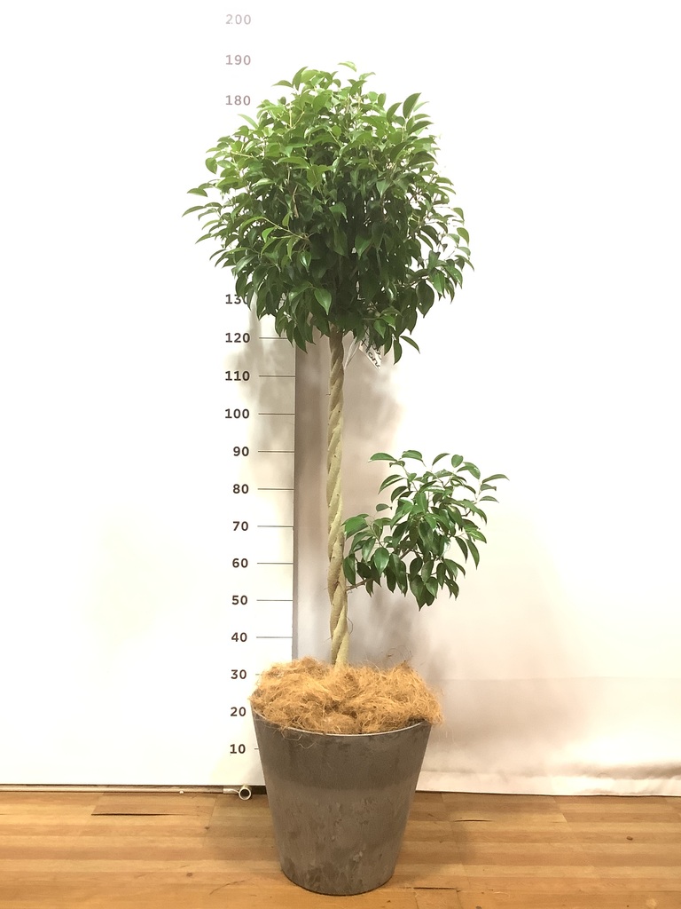観葉植物 フィカス ベンジャミン 10号 玉造り アートストーン ラウンド
