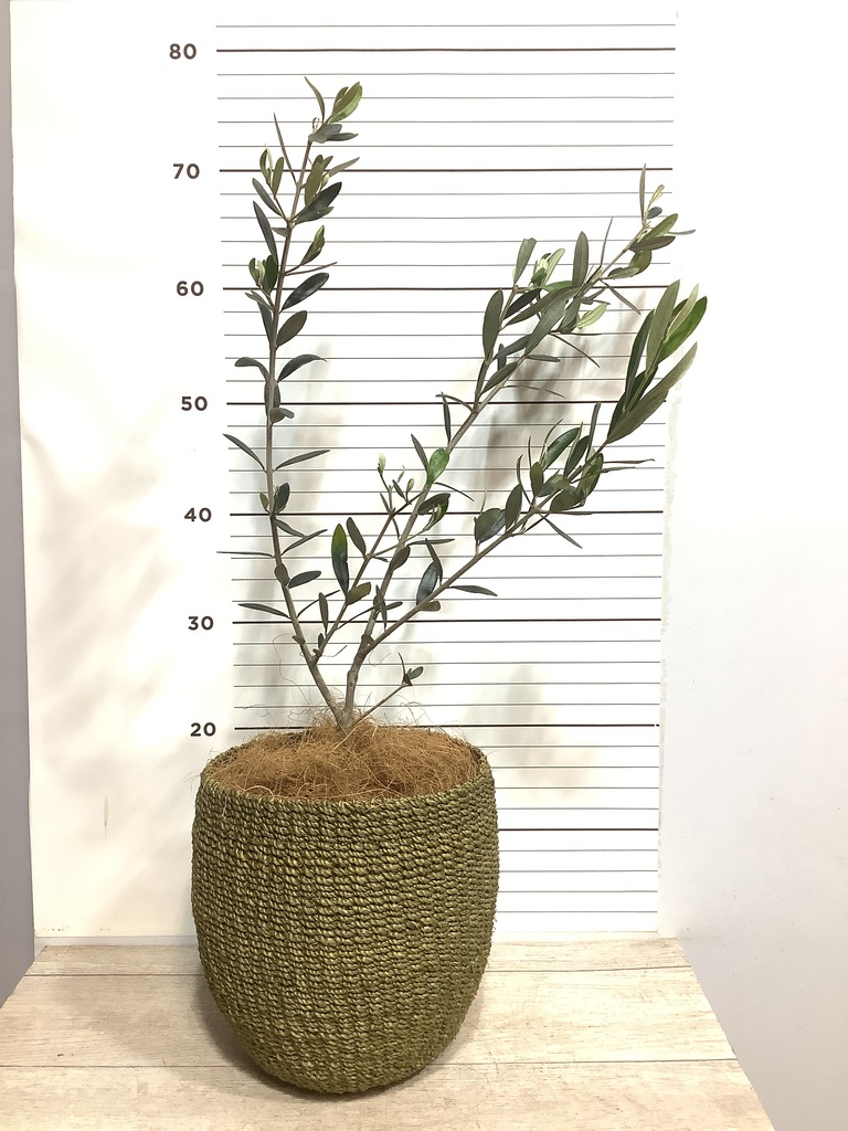 オリーブ　古木　盆栽　５号鉢つき　４鉢セット❗　　⑥ オリーブの木 5号 | 観葉植物の通販ならHitoHana（ひとはな）
