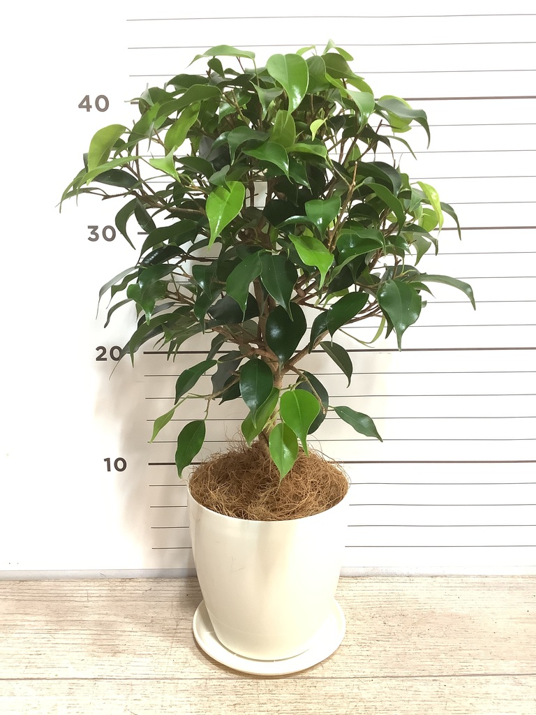観葉植物 フィカス ベンジャミン 4号 玉造りプラスチック鉢 | 観葉植物