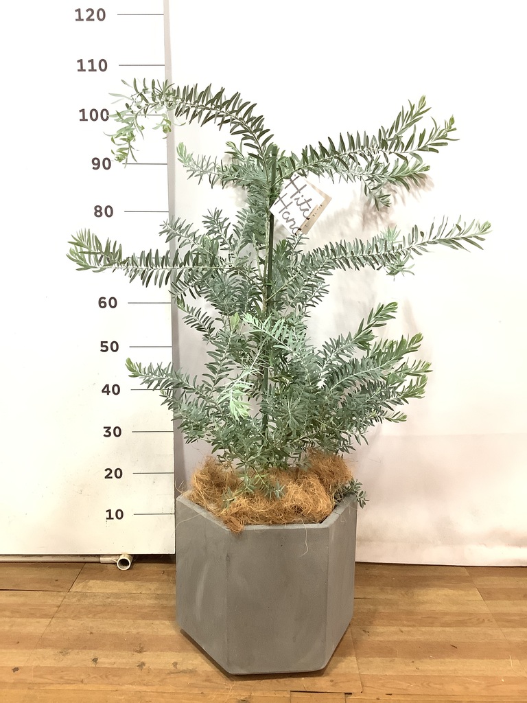 観葉植物 アカシア ブルーブッシュ 8号 コーテス ヘックス 灰
