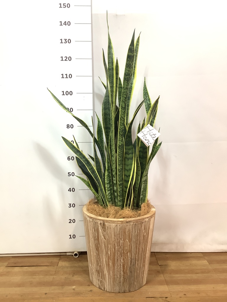 観葉植物 サンスベリア 10号 トラノオ ウッドプランター 付き | 観葉