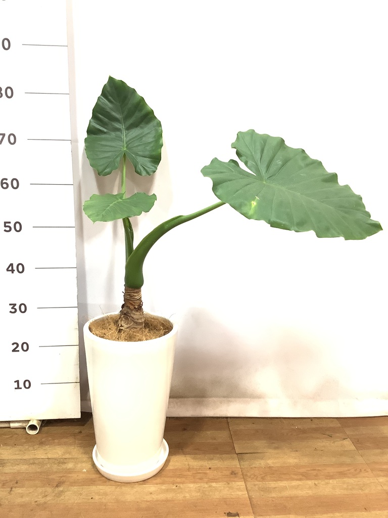 観葉植物 アロカシア 6号 オドラ（クワズイモ） ラウンド 付き | 観葉