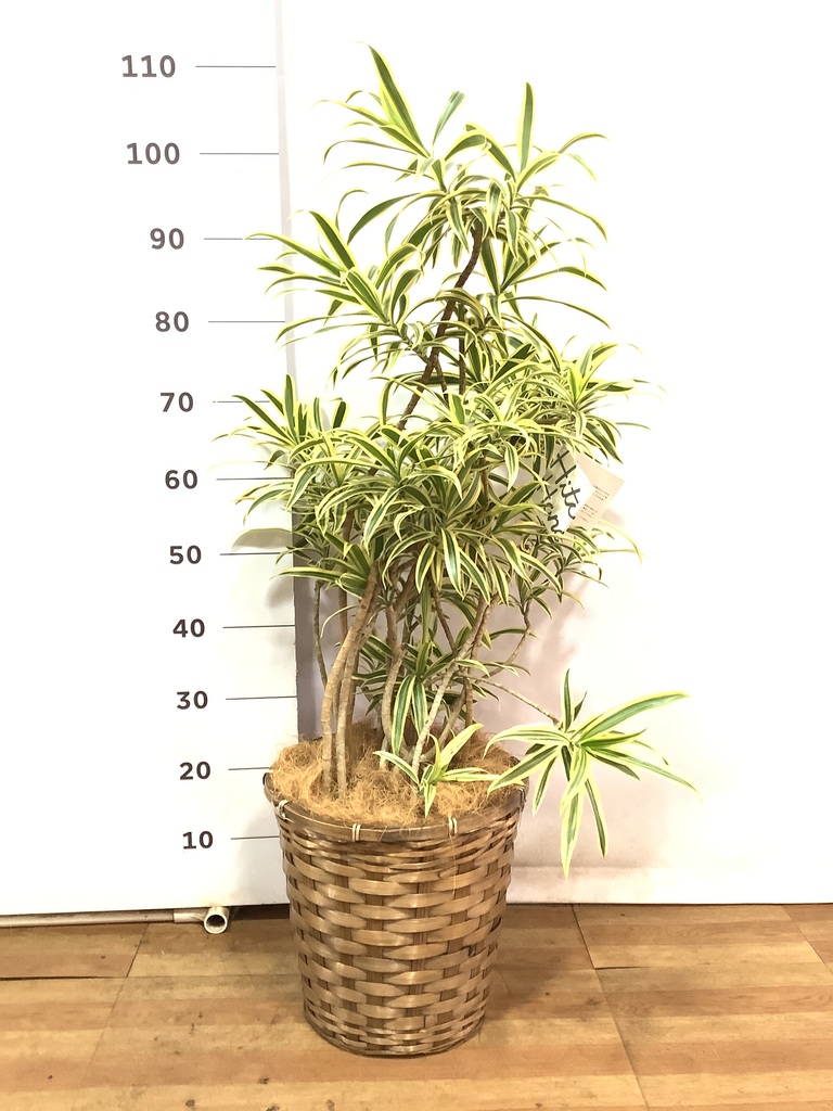 観葉植物 ドラセナ ソング オブ インディア 8号 竹バスケット 観葉植物 ドラセナ ソング オブ インディア 8号 竹バスケット