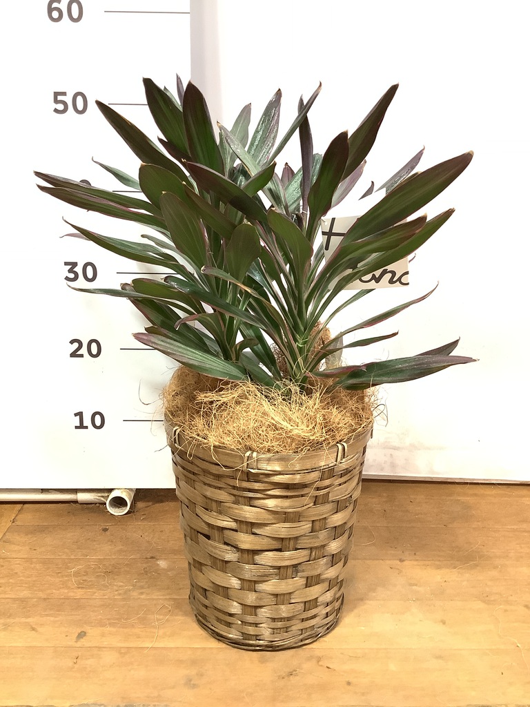 コルジリネ サンゴ 希少 コルディリネ（コルジリネ）・サンゴ】 6号