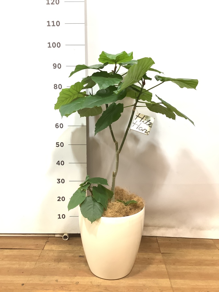 ［現品］※売約済※ 法人　4番　フィカス　ウンベラータ　8号　観葉植物　室内 観葉植物 フィカス ウンベラータ 8号 ノーマル ラスターポット 付き