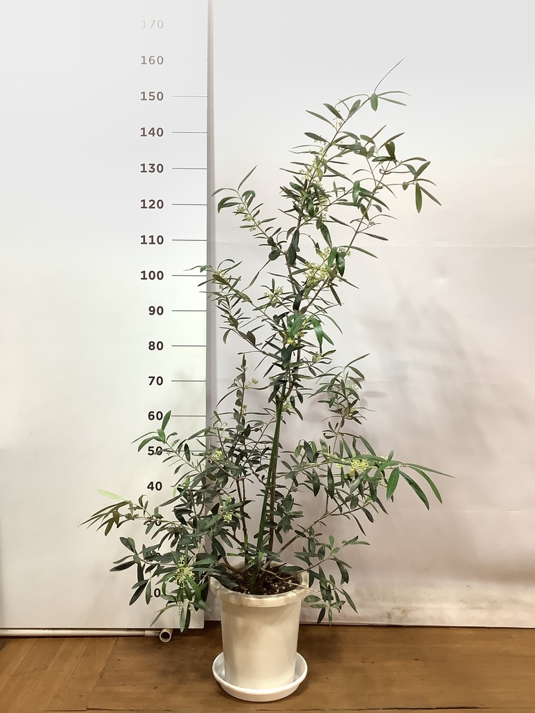 観葉植物 オリーブの木 8号 コラティーナ (コラチナ) プラスチック鉢