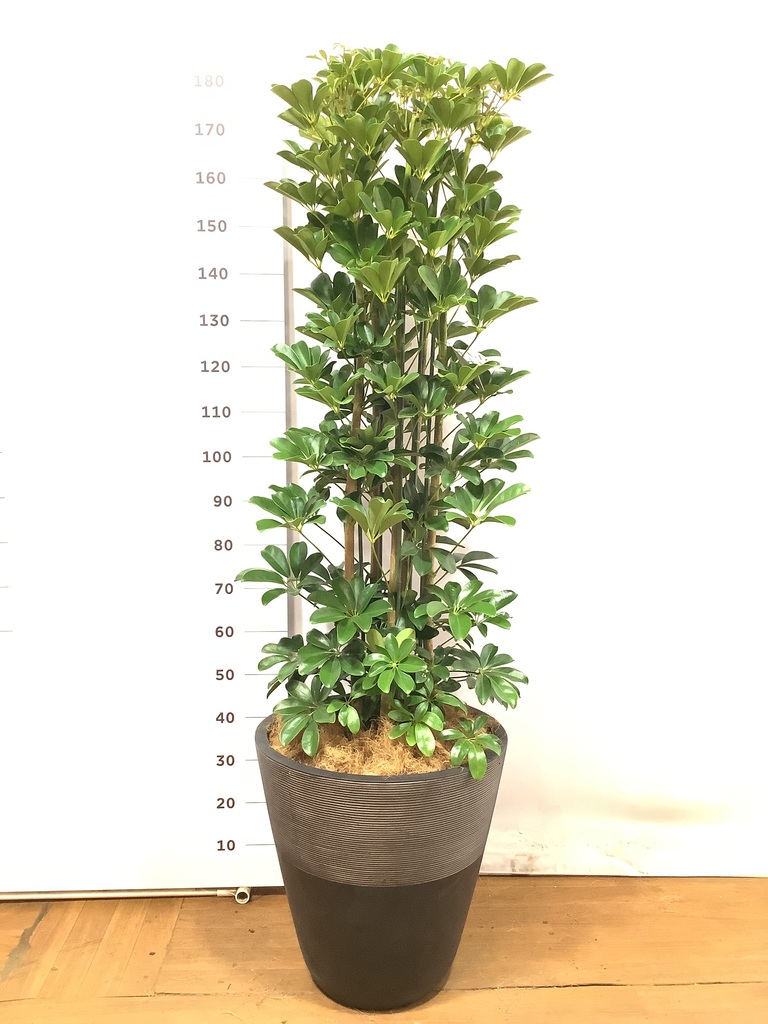 Amazon｜シェフレラ 青 10号 ホンコンカポック 観葉植物 本物