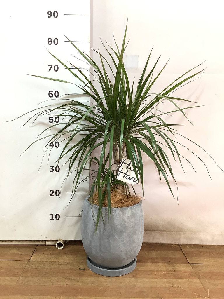 観葉植物 ドラセナ コンシンネ【180cm】 9号 トリカラー 曲り（龍