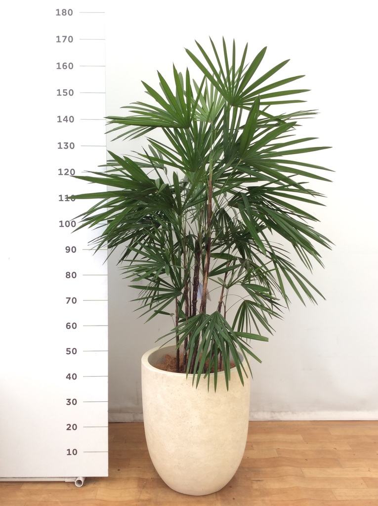 観葉植物 シュロチク（棕櫚竹） 10号 ベータ キューブプランター