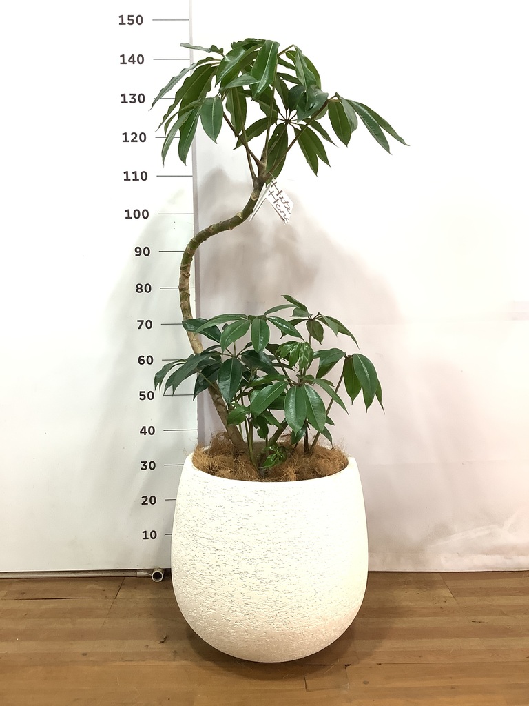 観葉植物 ツピダンサス 10号 曲り エコストーンwhite 付き