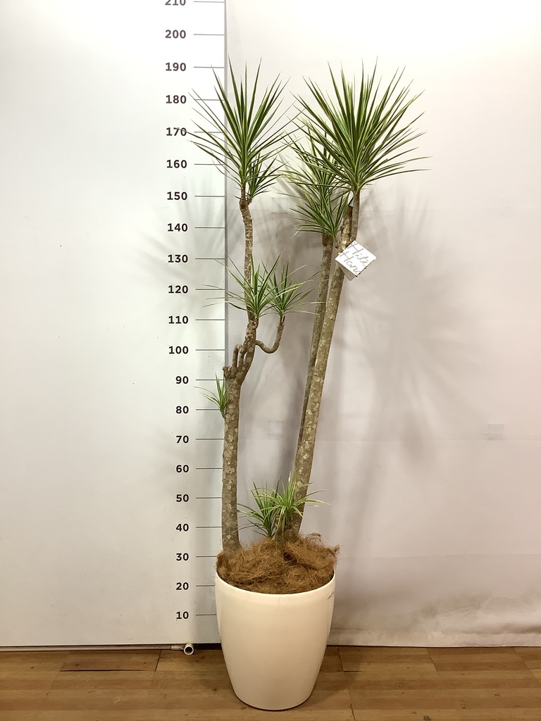 観葉植物 コンシンネ ホワイポリー 10号 曲り ラスターポット 付き