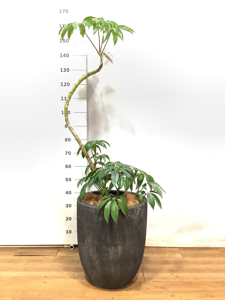 観葉植物 ツピダンサス 10号 曲り フォリオアルトエッグ ブラック