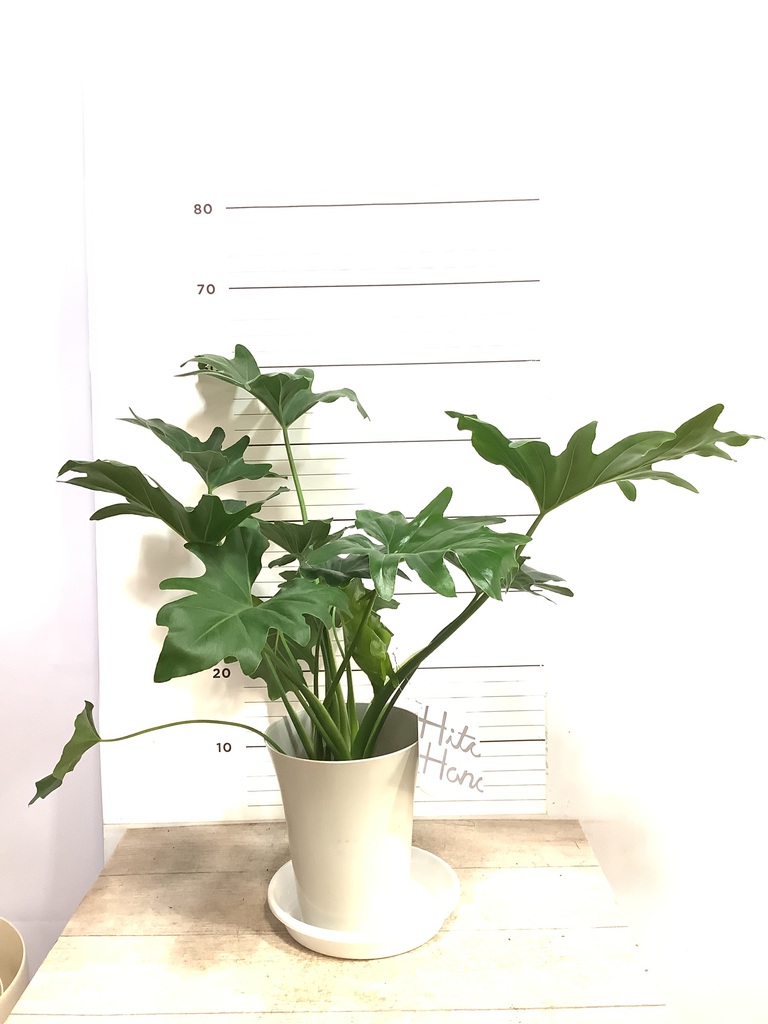 観葉植物 フィロデンドロン 6号 セローム ヒトデカズラ プラスチック鉢