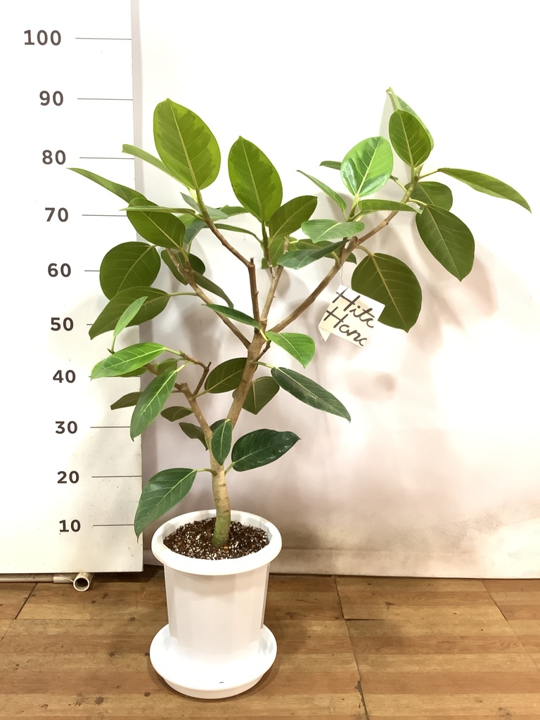 観葉植物 フィカス アルテシーマ 7号 ストレート プラスチック鉢