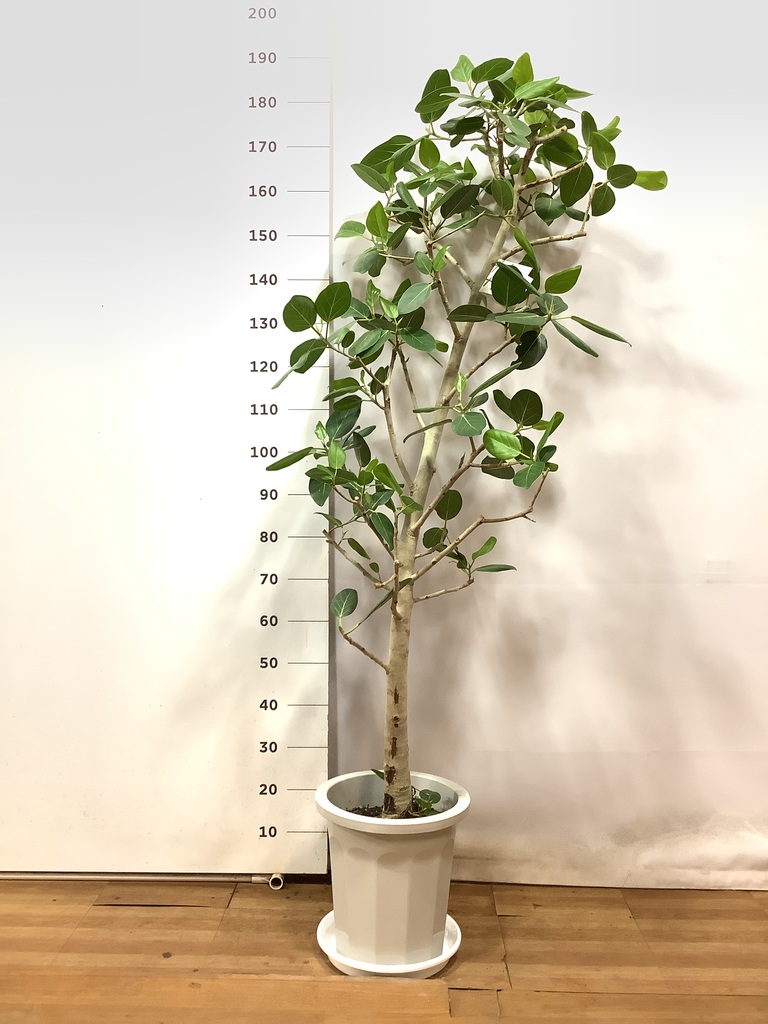 観葉植物 フィカス ベンガレンシス 10号 ストレート プラスチック鉢