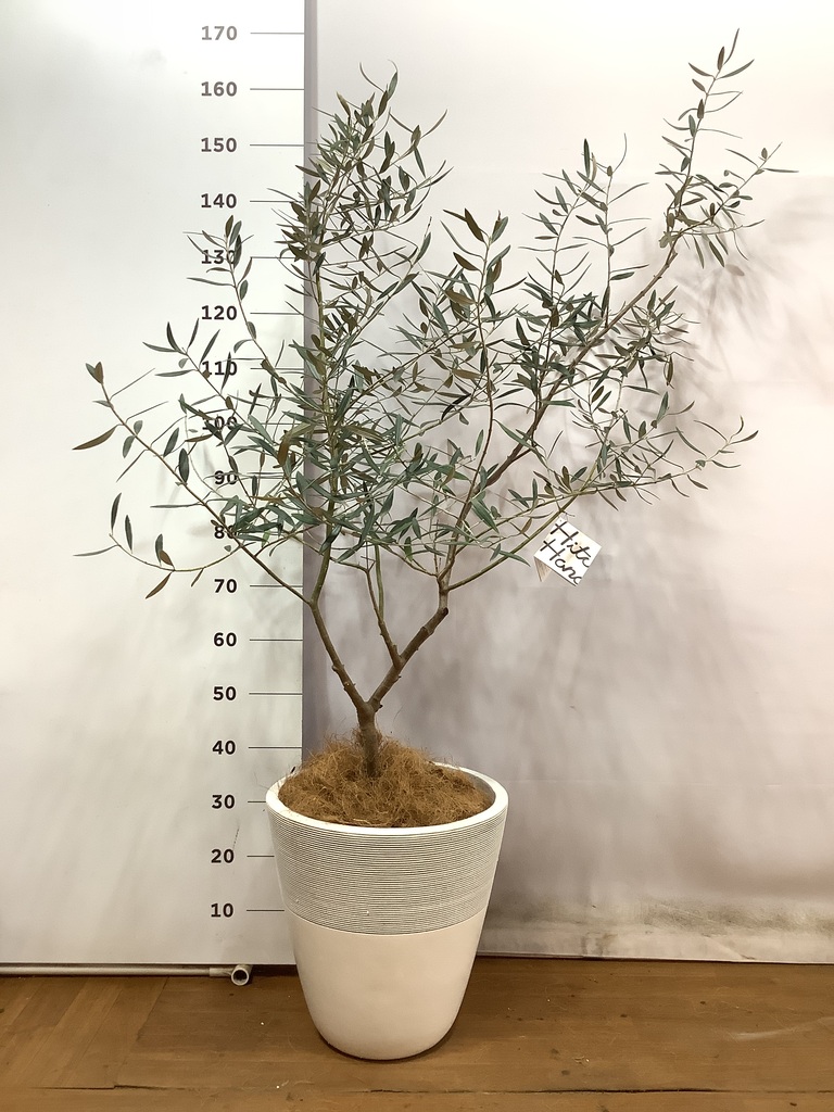 観葉植物 オリーブの木 8号 カラマタ プラスチック鉢 / 小倉園 | 観葉