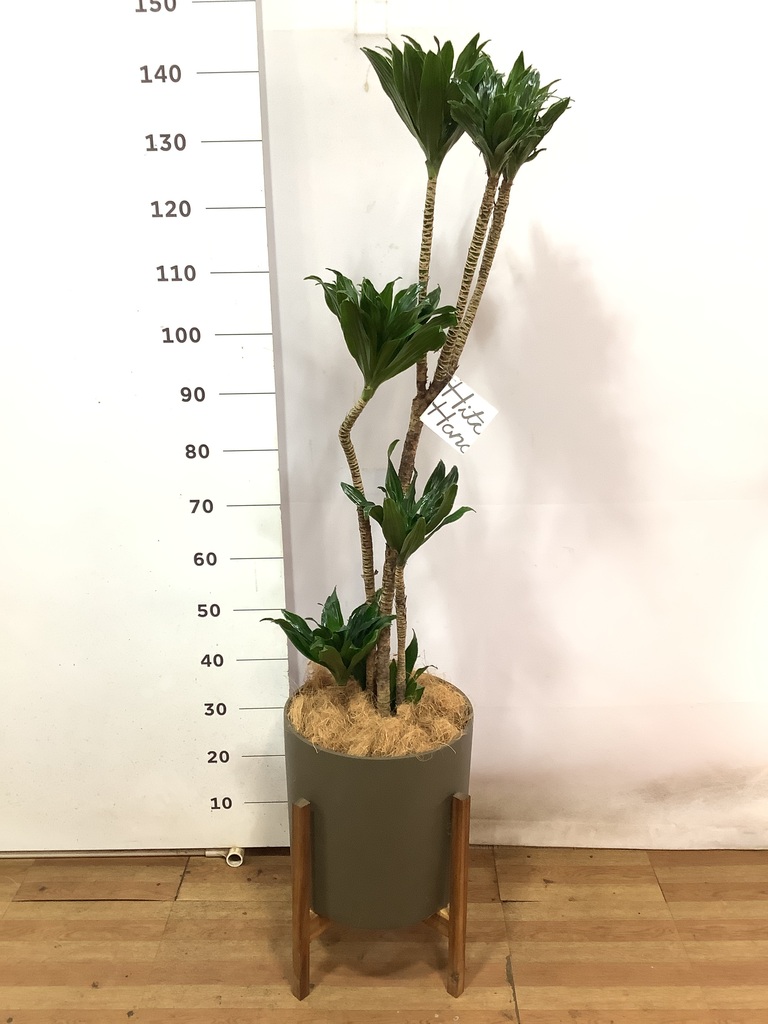 観葉植物 ドラセナ コンパクター 8号 ラスターポット 付き | 観葉植物