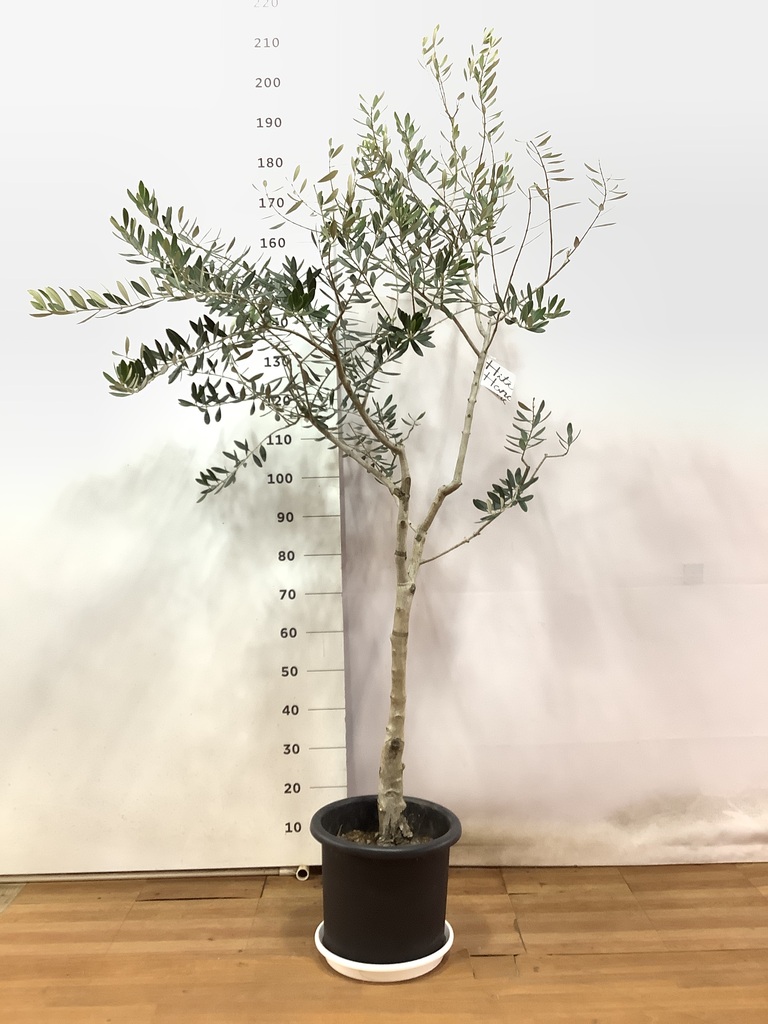 imos様専用ピッチョリーネ 8号 100cm NO.133 人気品種 観葉植物