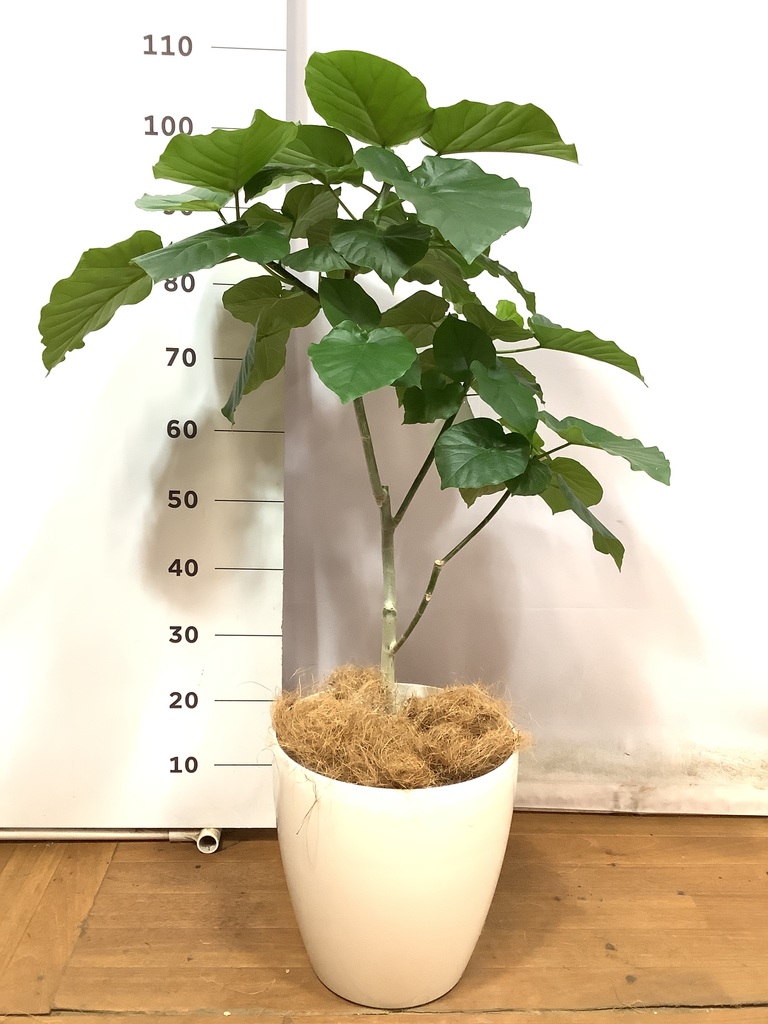 観葉植物 フィカス ウンベラータ 8号 ノーマル ラスターポット 付き