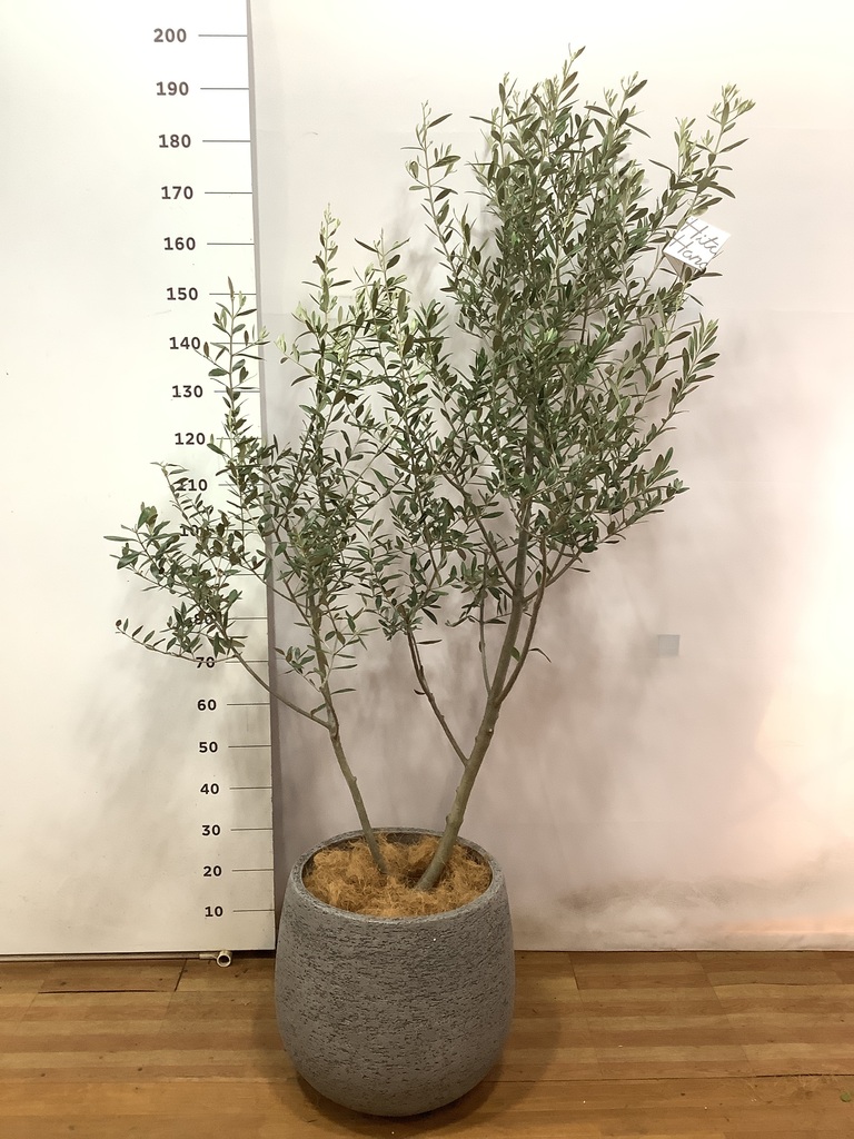 観葉植物 オリーブ 10号 レッチーノ エコストーンGray 付き | 観葉植物