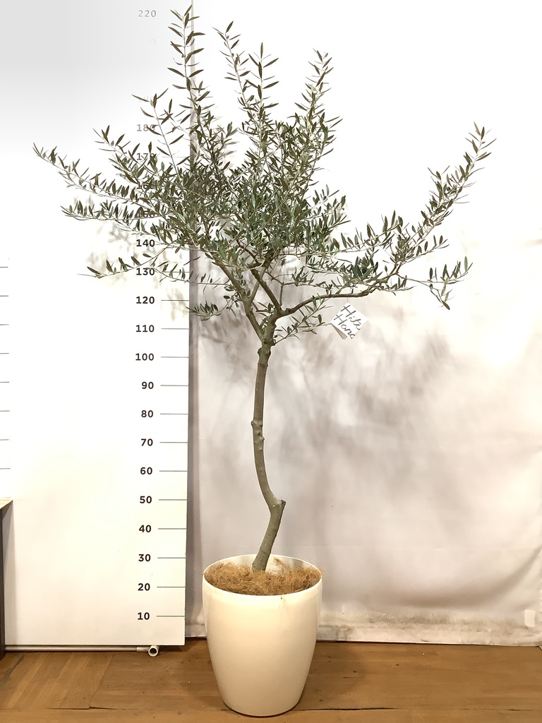 観葉植物 オリーブ 10号 ペンドリノ プラスチック鉢 | 観葉植物なら