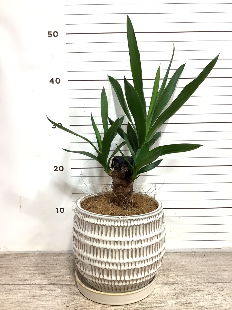 観葉植物 ユッカ 4号 ノーマル エッシ 16 R ブラウン 付き | 観葉植物
