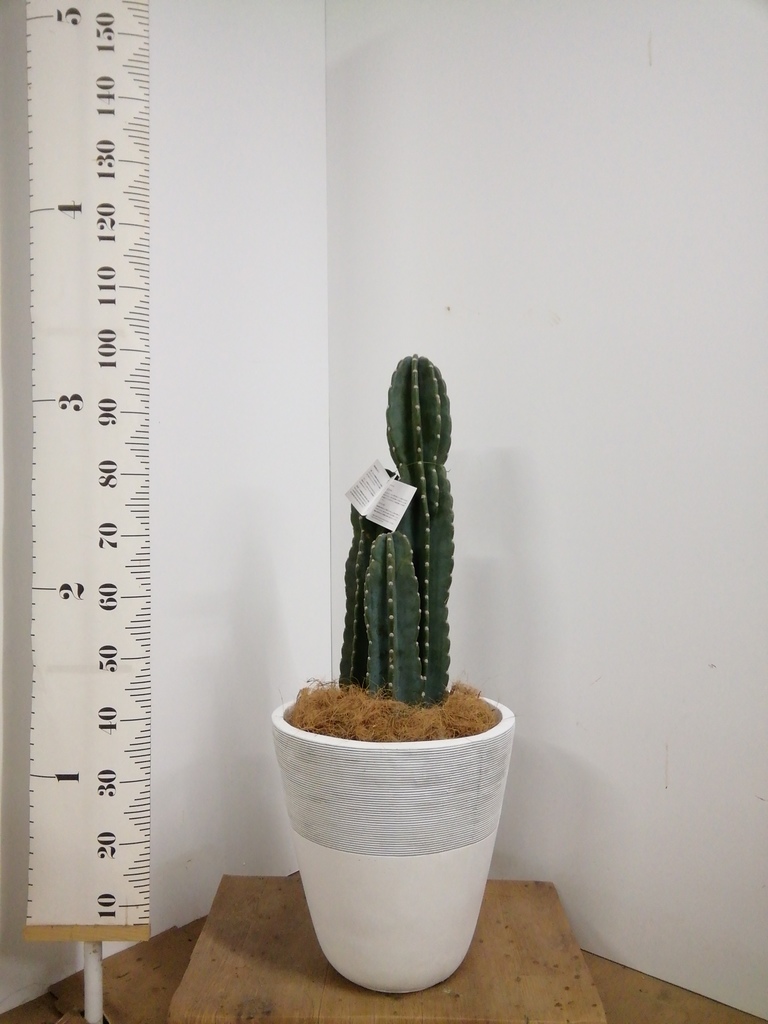 サボテン 8mg 観葉植物 柱サボテン 8号 竹バスケット 付き | 観葉植物なら