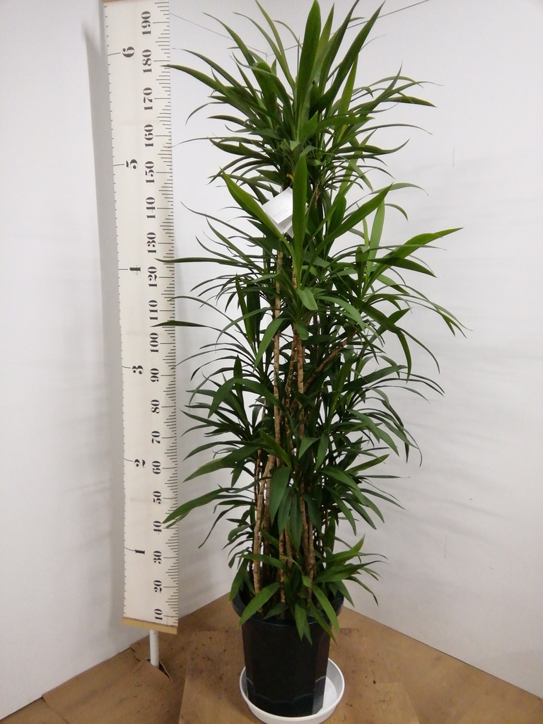 観葉植物 コルディリネ ストリクタ 10号 プラスチック鉢 | 観葉植物