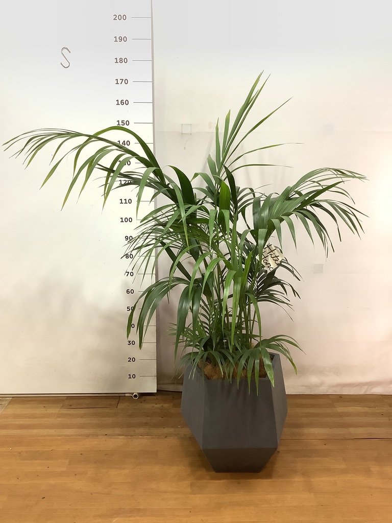 観葉植物 ケンチャヤシ（10号鉢）｜HanaPrime（ハナプライム）