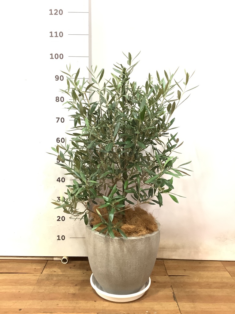 観葉植物 オリーブの木 8号 コラティーナ (コラチナ) セドナロング
