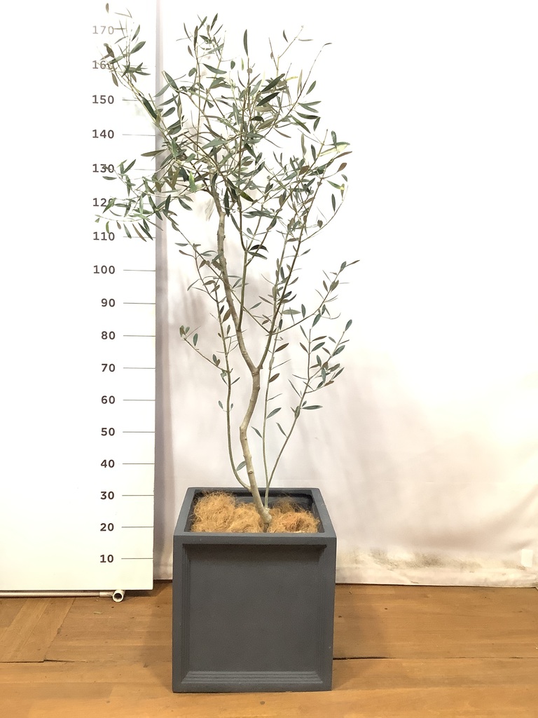 観葉植物 オリーブの木 8号 カラマタ フォレストトール ブラック 付き